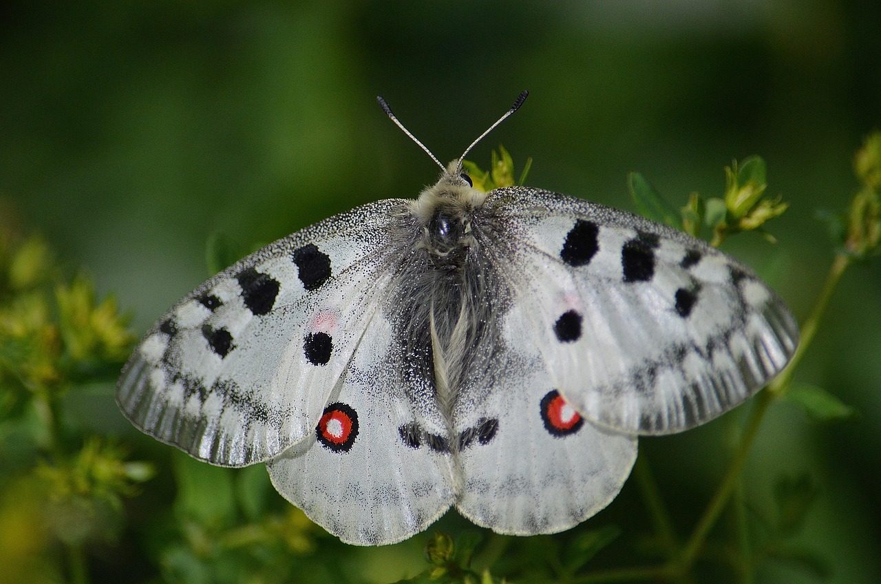 butterfly, insect, apollofalter, foraging, conspicuous, close up, animal, nature